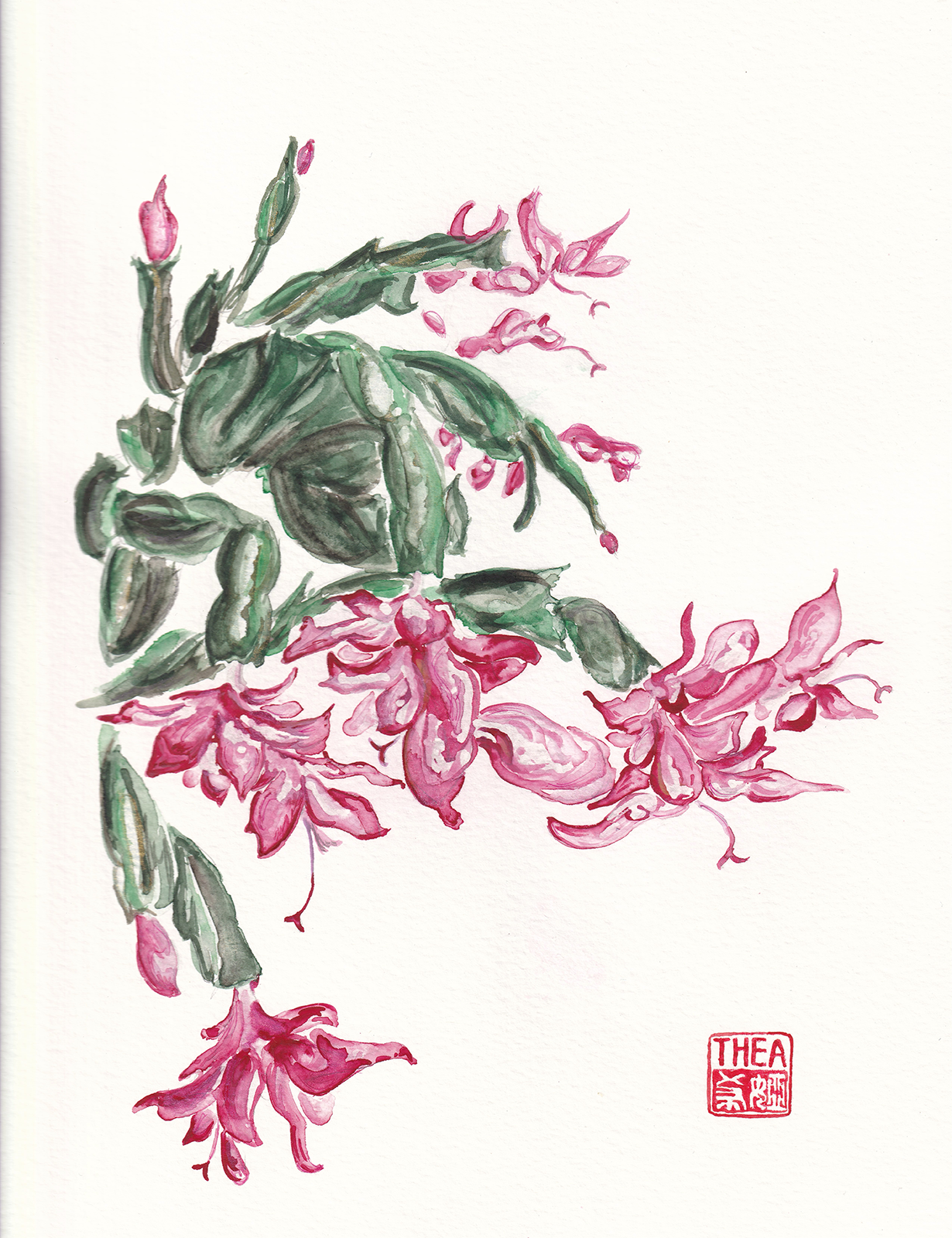 Christmas Cactus